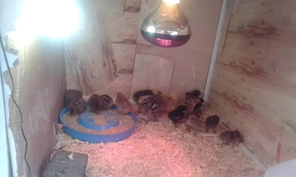 كتاكيت لدى أحد عملاء AGRIFARM بالمغرب